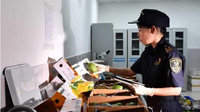 চীনের বাজারে প্রথমবারের মতো বাংলাদেশের আম