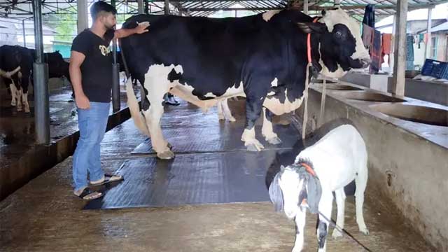 সান্ডা কিনলে পান্ডা ফ্রি