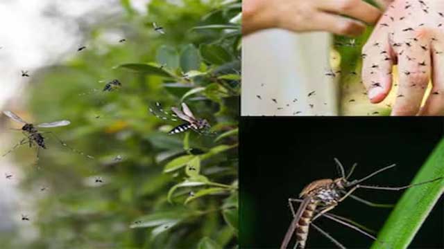 ঘরের ভেতর মশার উপদ্রব? এই গাছ লাগান এখনই