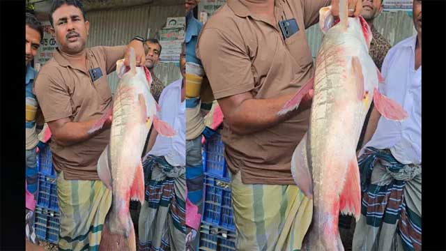 পদ্মার এক আইড় ৪৮,০০০ টাকায় বিক্রি