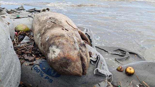 কুয়াকাটা সৈকতে ভেসে এলো ৭ ফুট লম্বা মৃত ইরাবতী ডলফিন