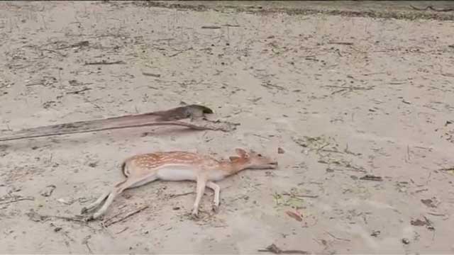 রেমাল তাণ্ডব: ক্ষতিগ্রস্ত সুন্দরবনে হরিণসহ ১৩১ প্রাণির মরদেহ উদ্ধার