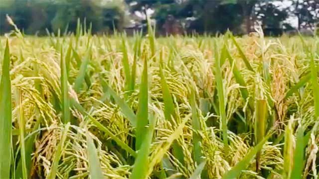 হাওরে হাওরে পাকা ধানের মৌ মৌ গন্ধ