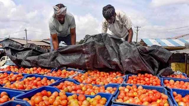 বাংলাদেশে টমেটো রপ্তানিতে ধস, কাঁদছেন ভারতীয় চাষিরা