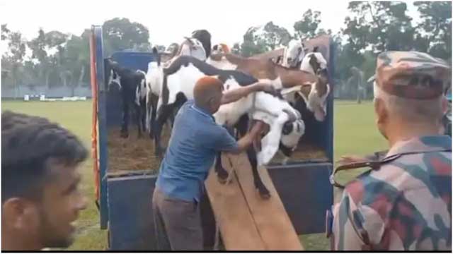 ব্রাহ্মণবাড়িয়ায় আড়াই কোটি টাকার অবৈধ ভারতীয় পশুসহ ১ জন গ্রেফতার