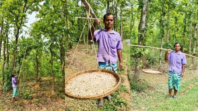ঝুঁকি সত্ত্বেও পিঁপড়ার ডিম সংগ্রহে চলছে শতাধিক পরিবারের সংসার