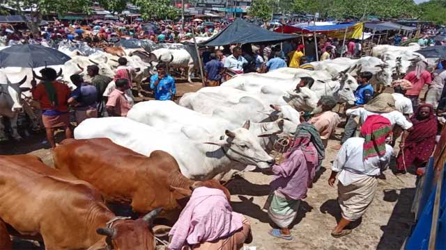 চাহিদার তিন গুণ বেশি পশু কোরবানির জন্য প্রস্তুত