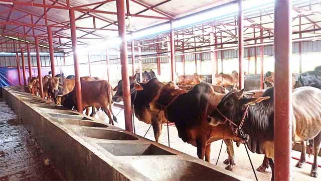কুমিল্লায় কোরবানির চাহিদার চেয়ে পশু উৎপাদন বেশি