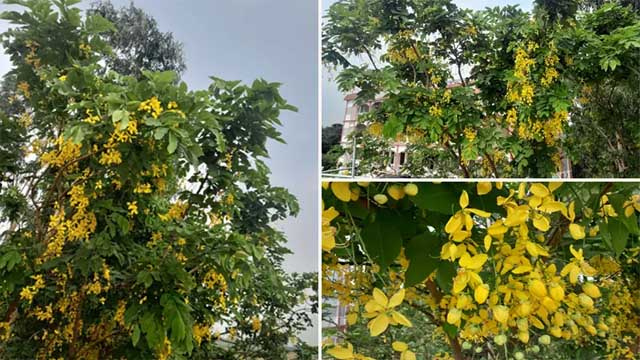 স্মৃতির গাছ সোনালু আজ বিলুপ্তির দ্বারপ্রান্তে